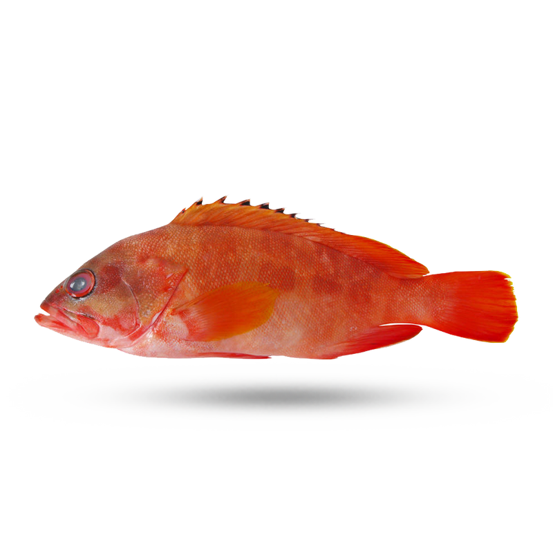 Red Grouper Frozen / Chill (大紅瓜子斑) 急凍