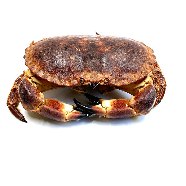 Whole Live Bread Crab (鮮活麵包蟹)