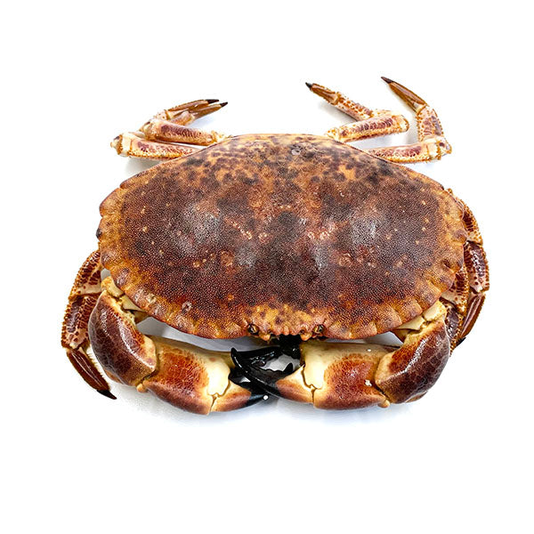 Whole Live Bread Crab (鮮活麵包蟹)