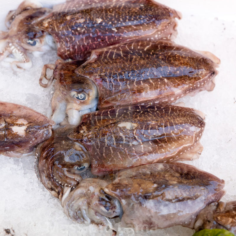 Cuttlefish (墨魚) 800-1000g