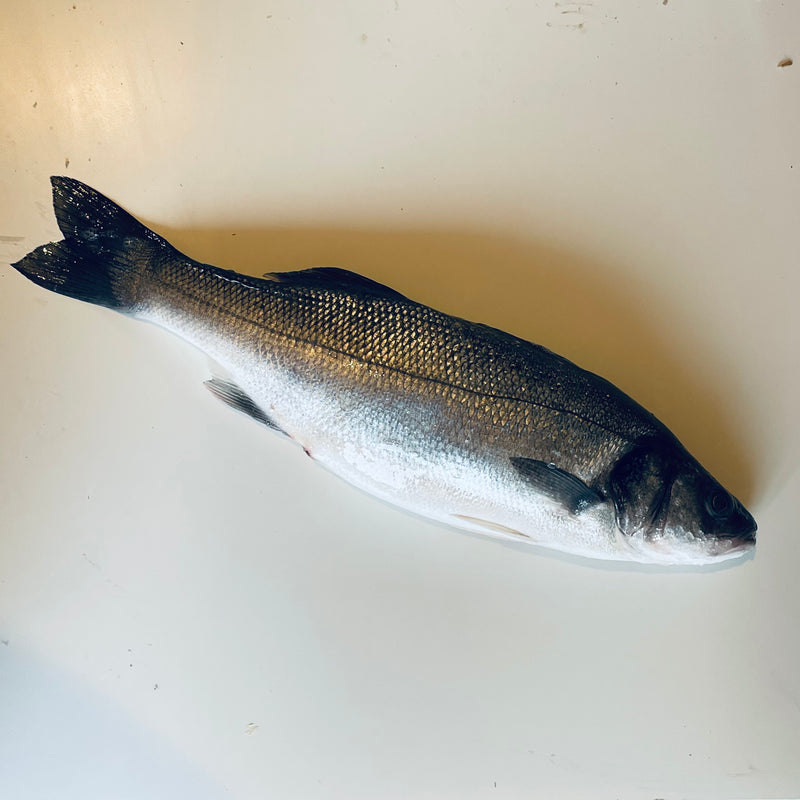 Wild Sea Bass (野生海鱸魚)